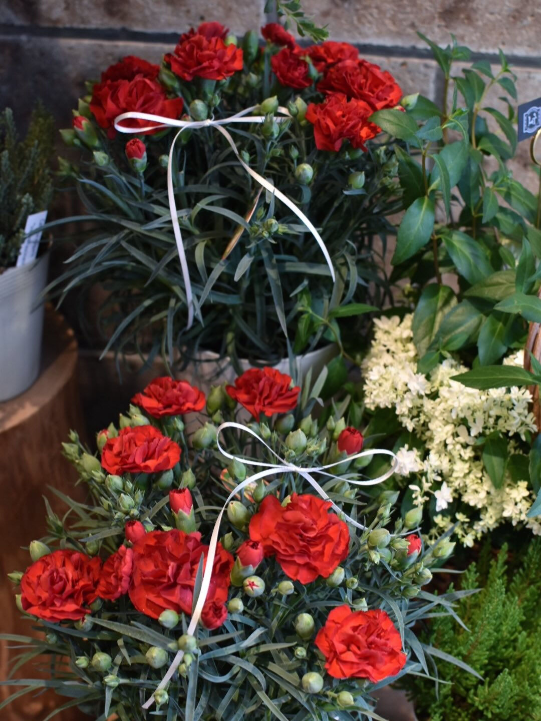 carnation.