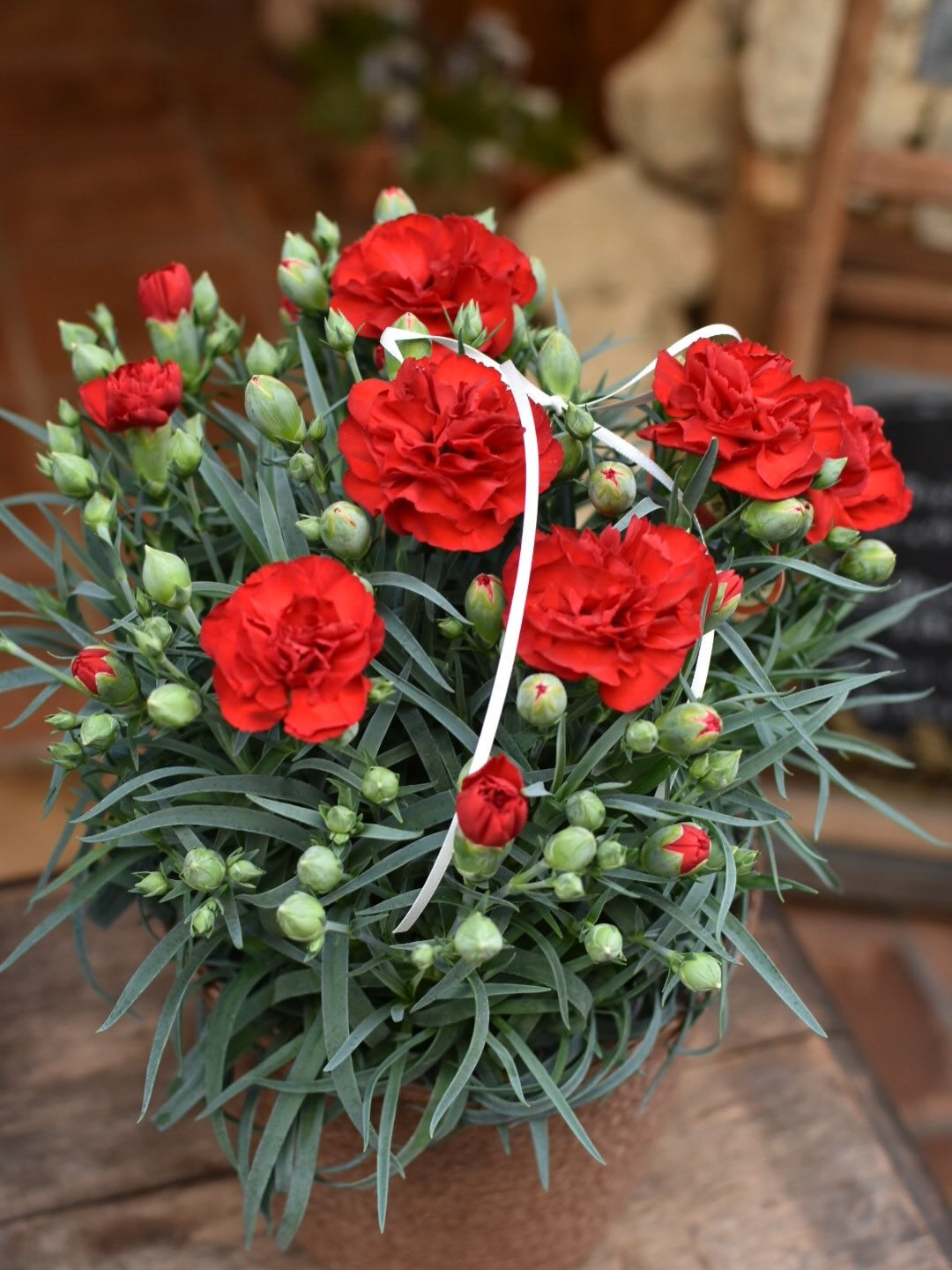 carnation.