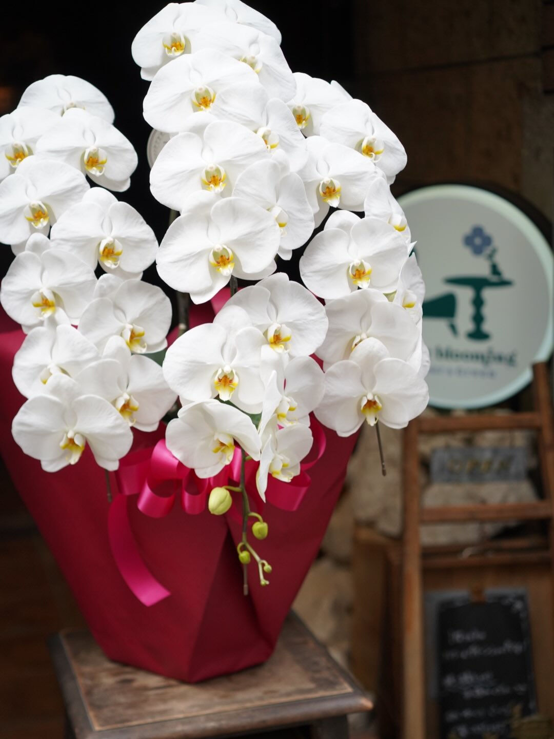 Phalaenopsis.