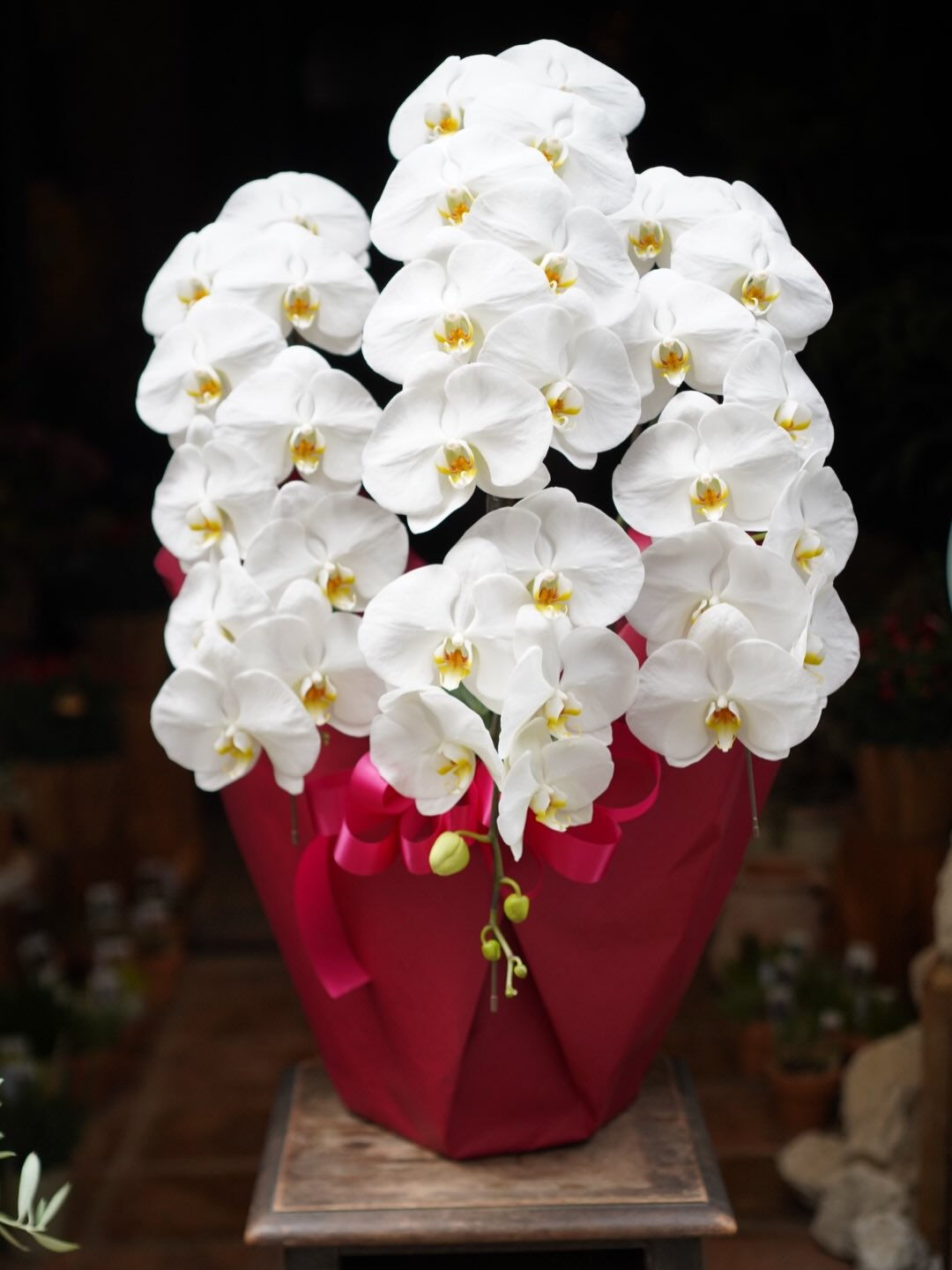 Phalaenopsis.