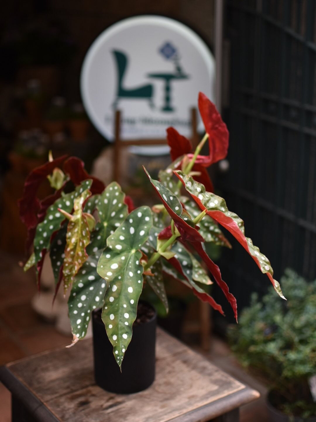 Begonia maculata.