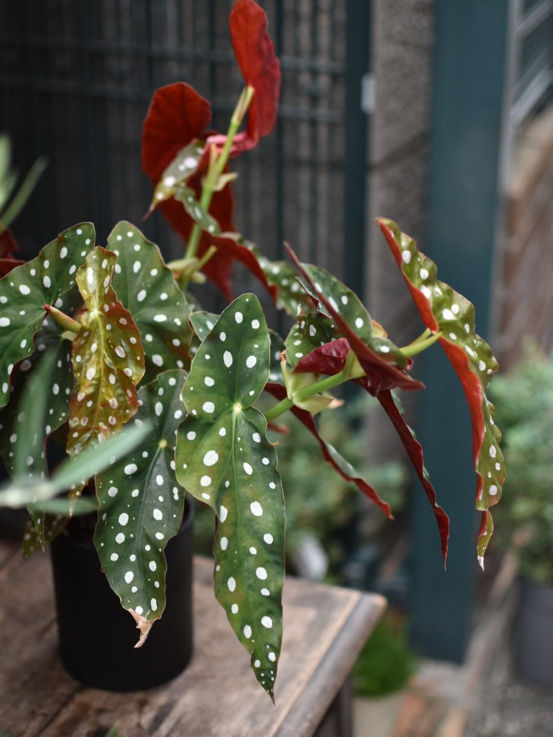 Begonia maculata.