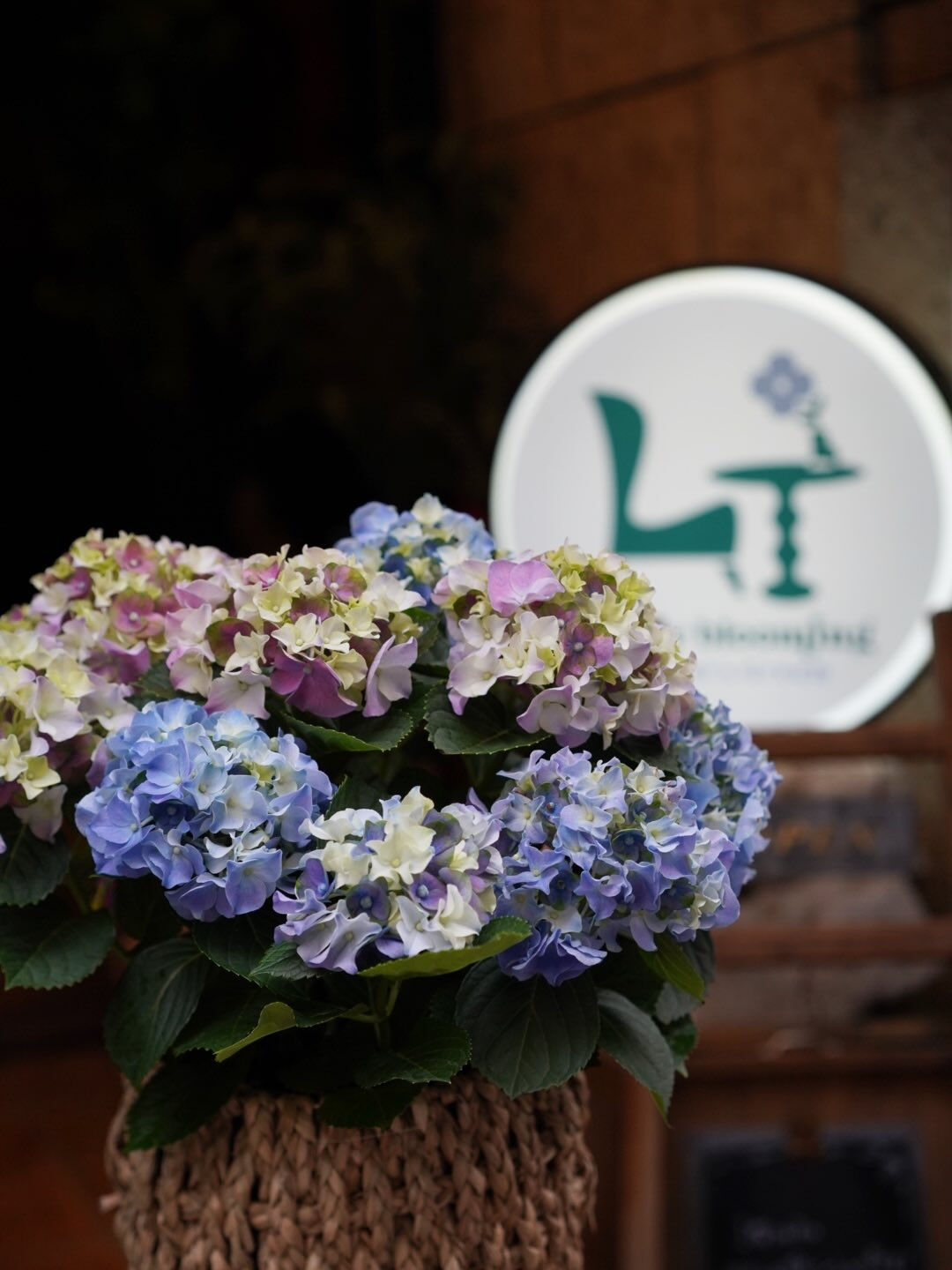 Hydrangea. 🩵💜💙