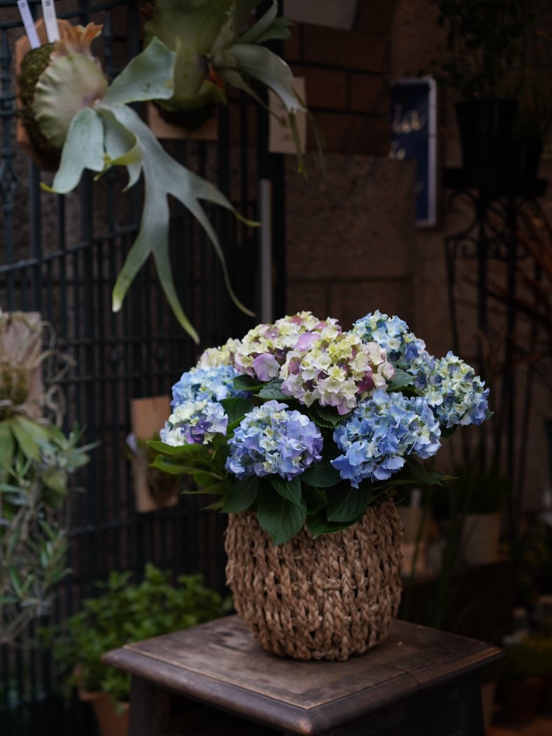 Hydrangea. 🩵💜💙