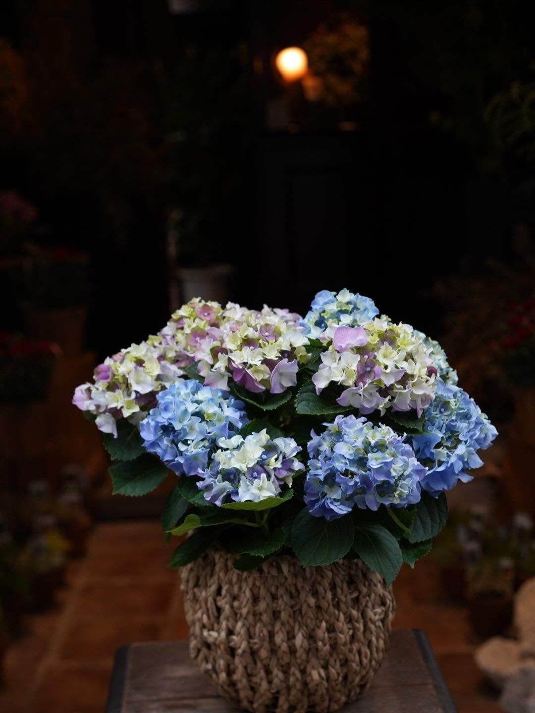 Hydrangea. 🩵💜💙