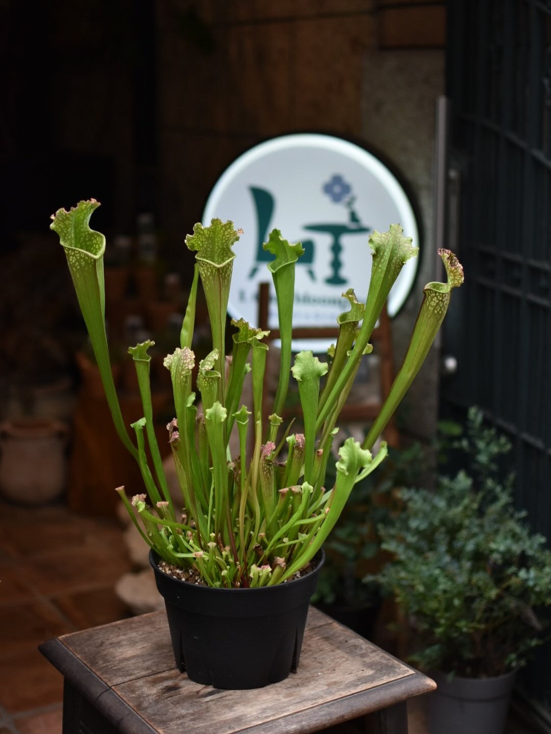 Sarracenia.