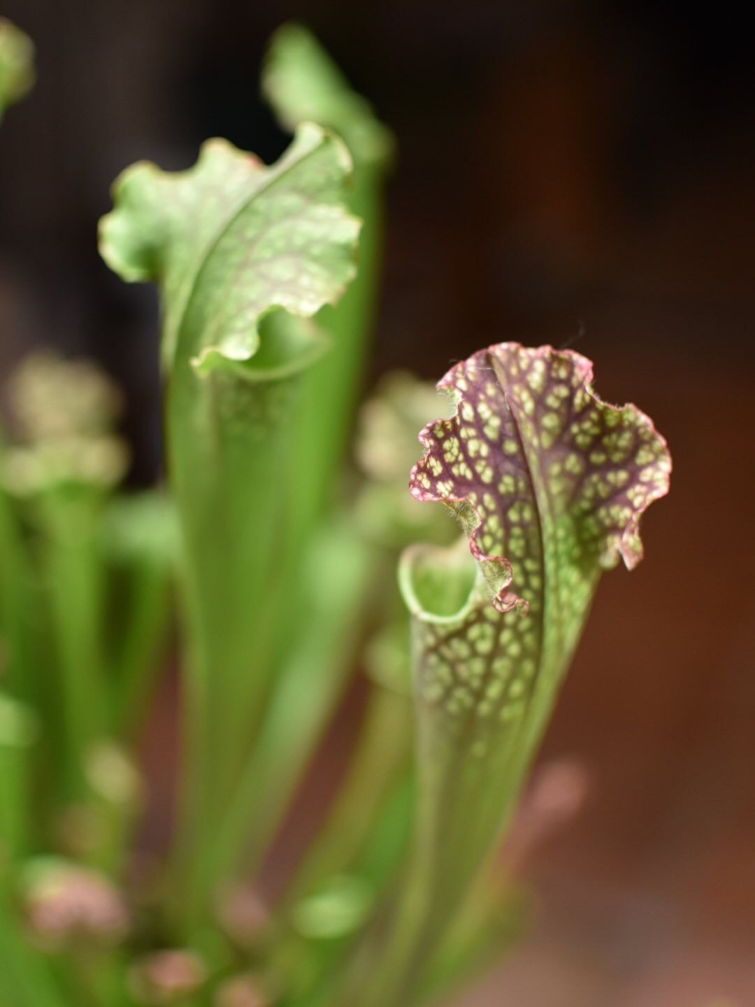 Sarracenia.