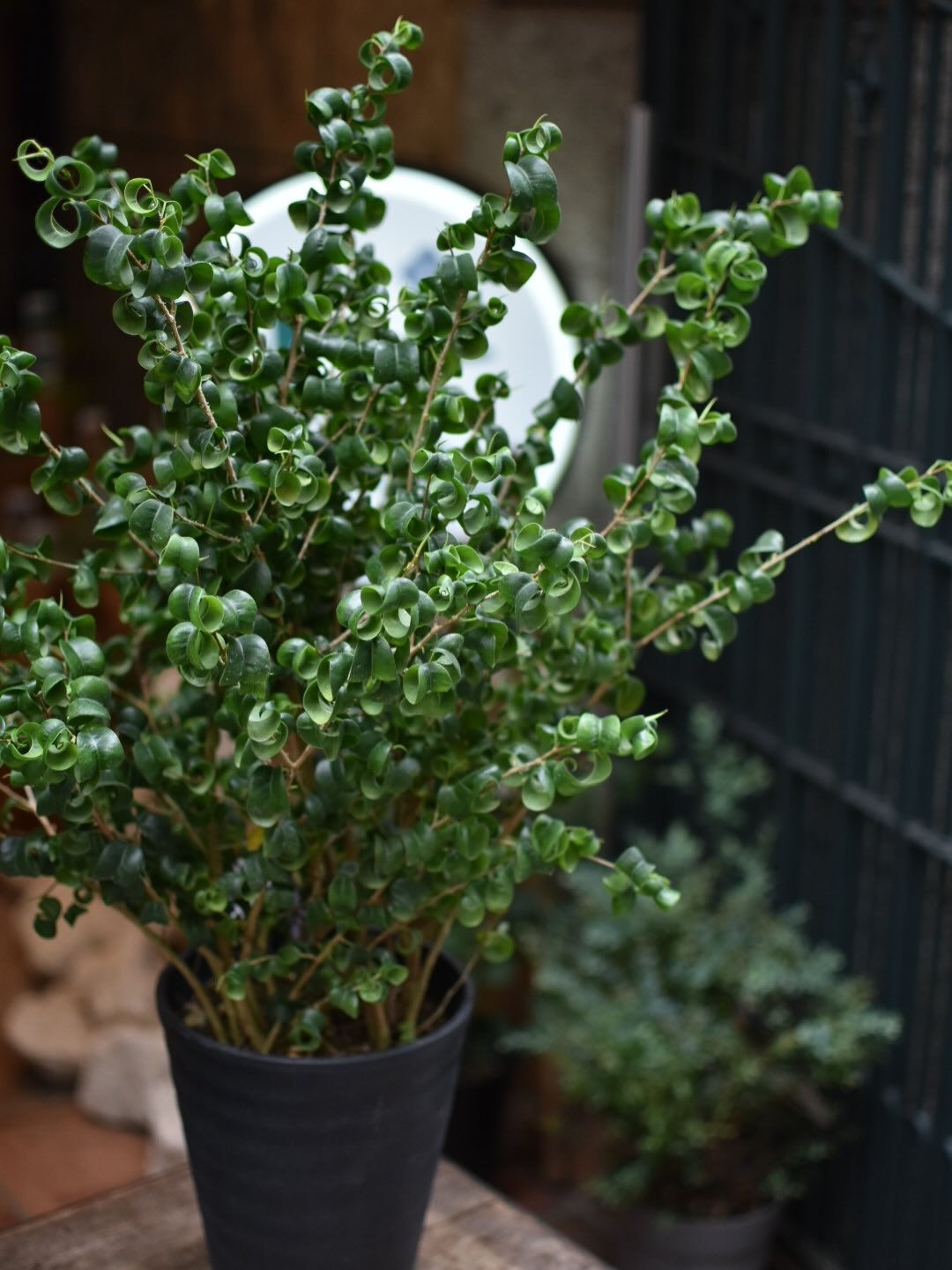 Ficus benjamina 'Barok'