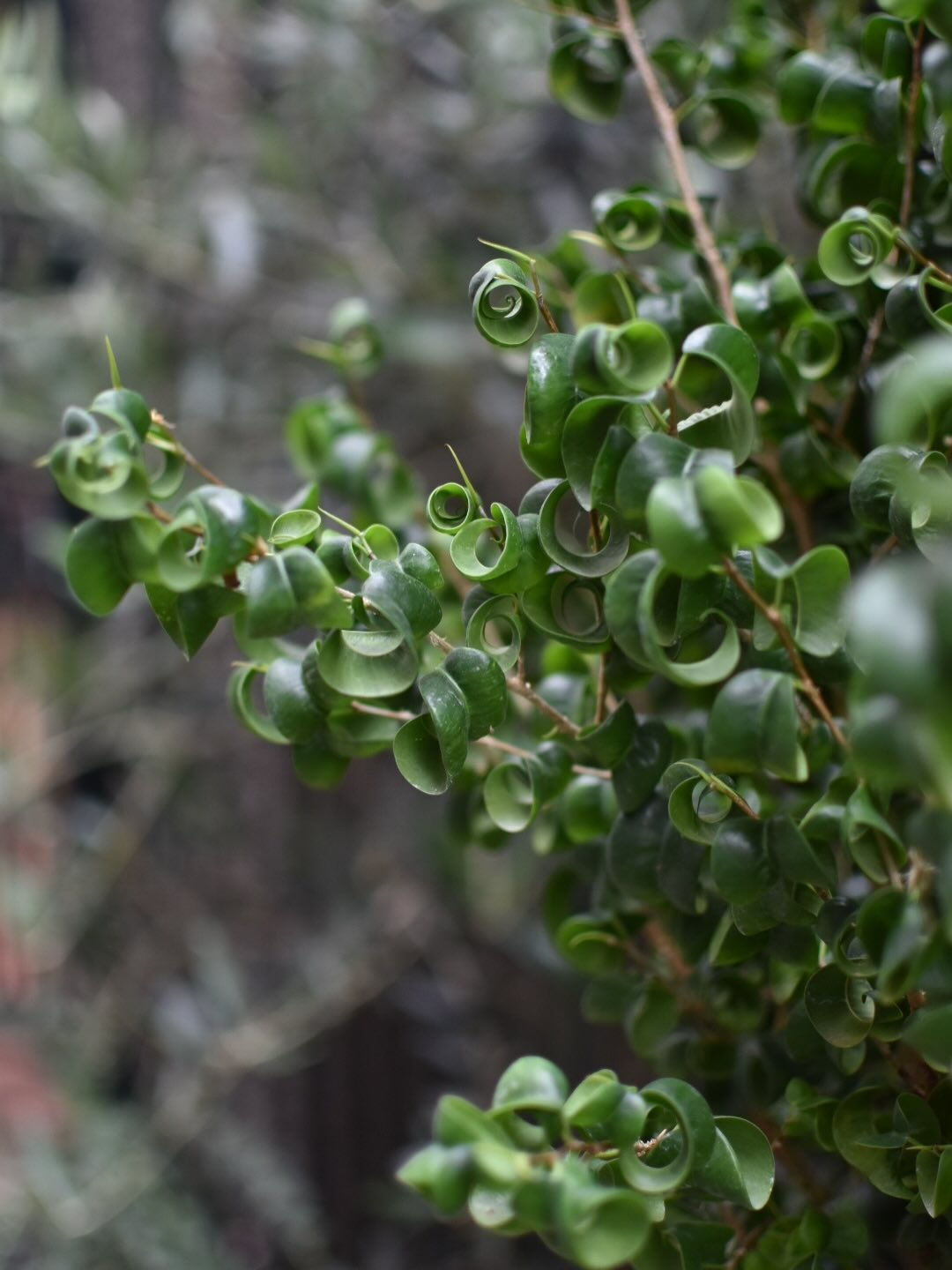 Ficus benjamina 'Barok'