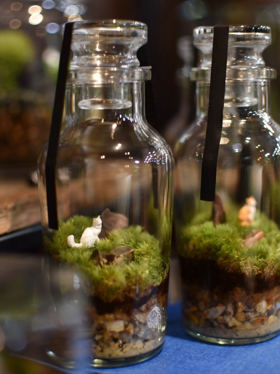 Moss terrarium. 🌱