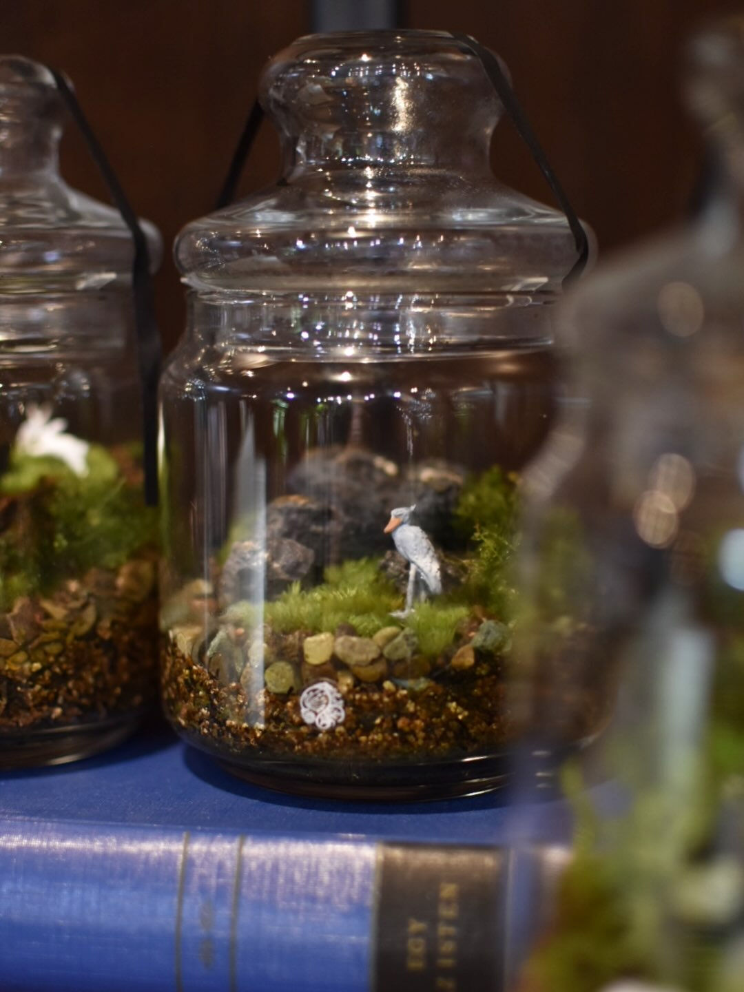 Moss terrarium. 🌱