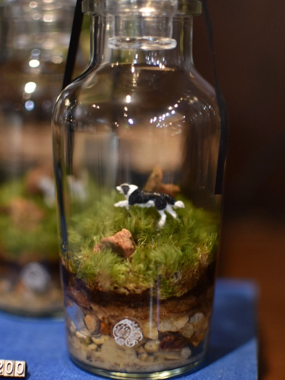 Moss terrarium. 🌱