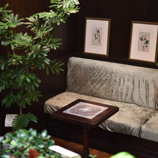 画像1696：大型観葉植物