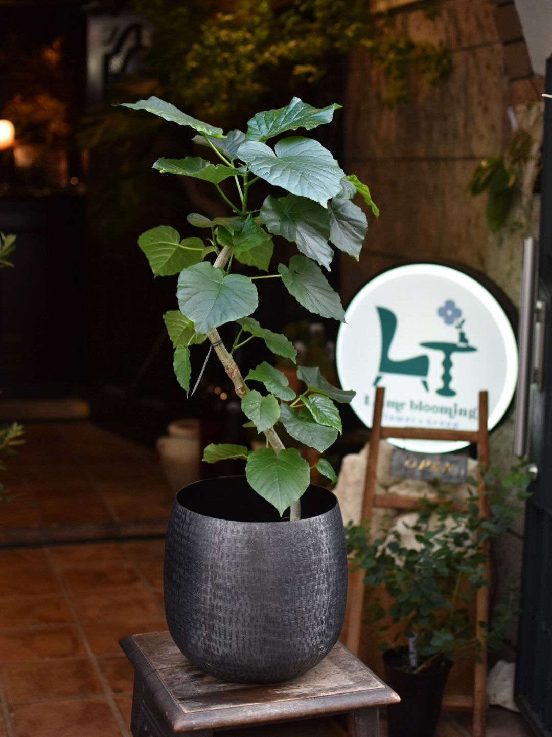 Ficus umbellata.⛱️