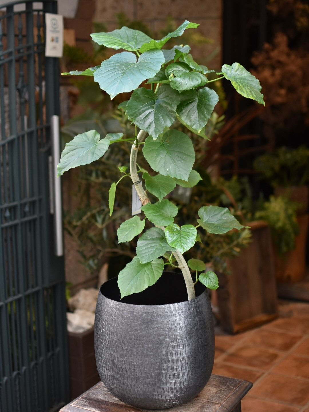 Ficus umbellata.⛱️