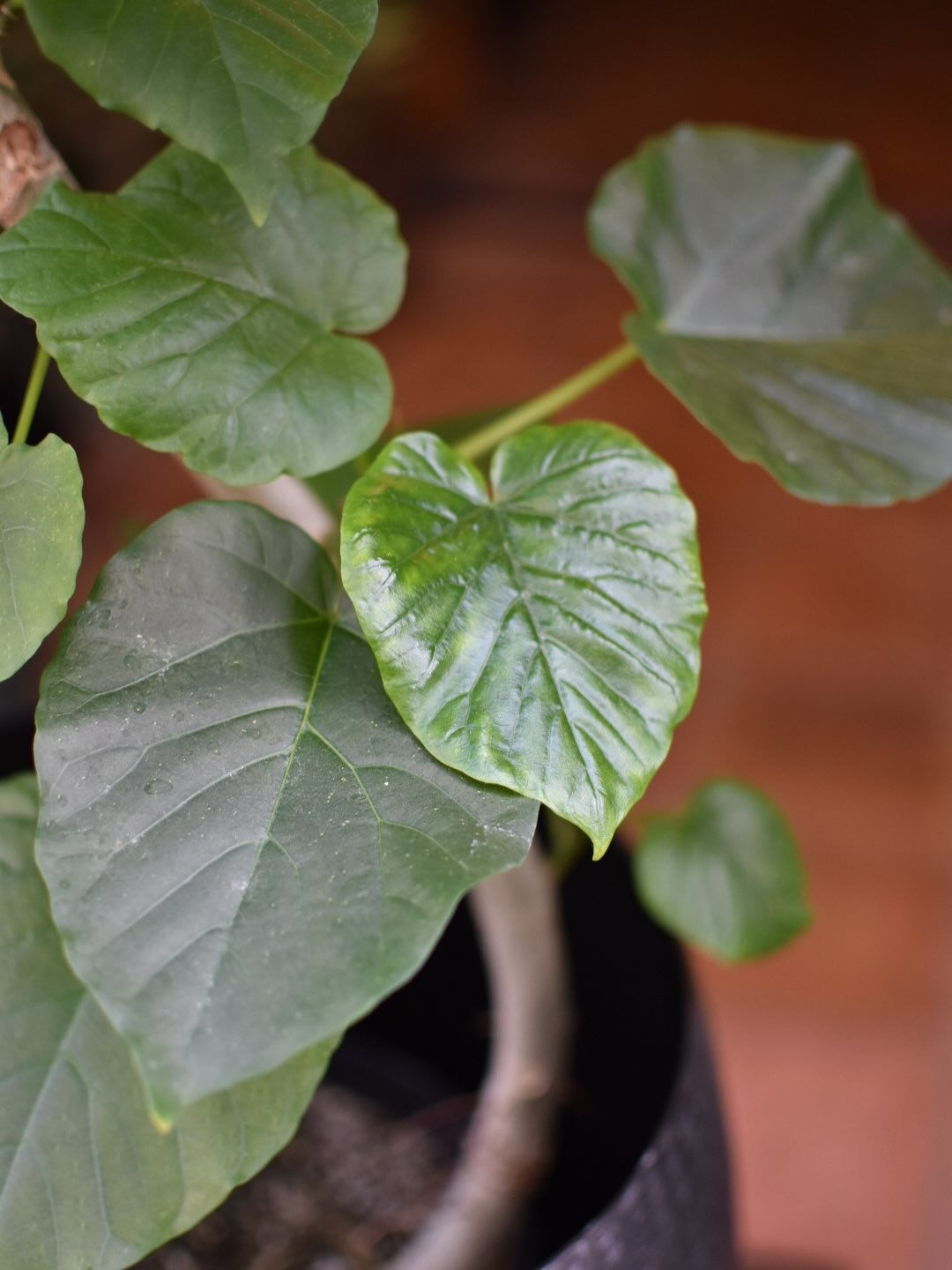 Ficus umbellata.⛱️