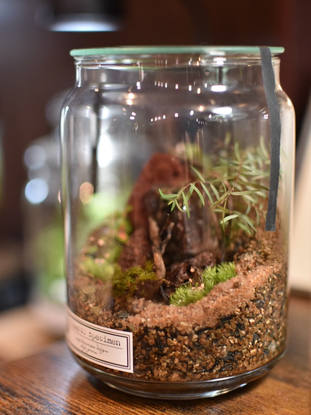 Terrarium.🌱
