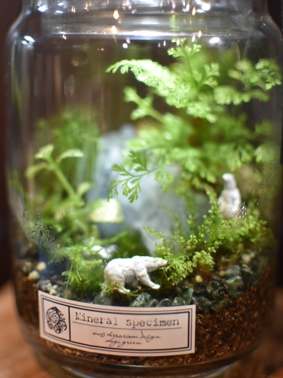 Terrarium.🌱