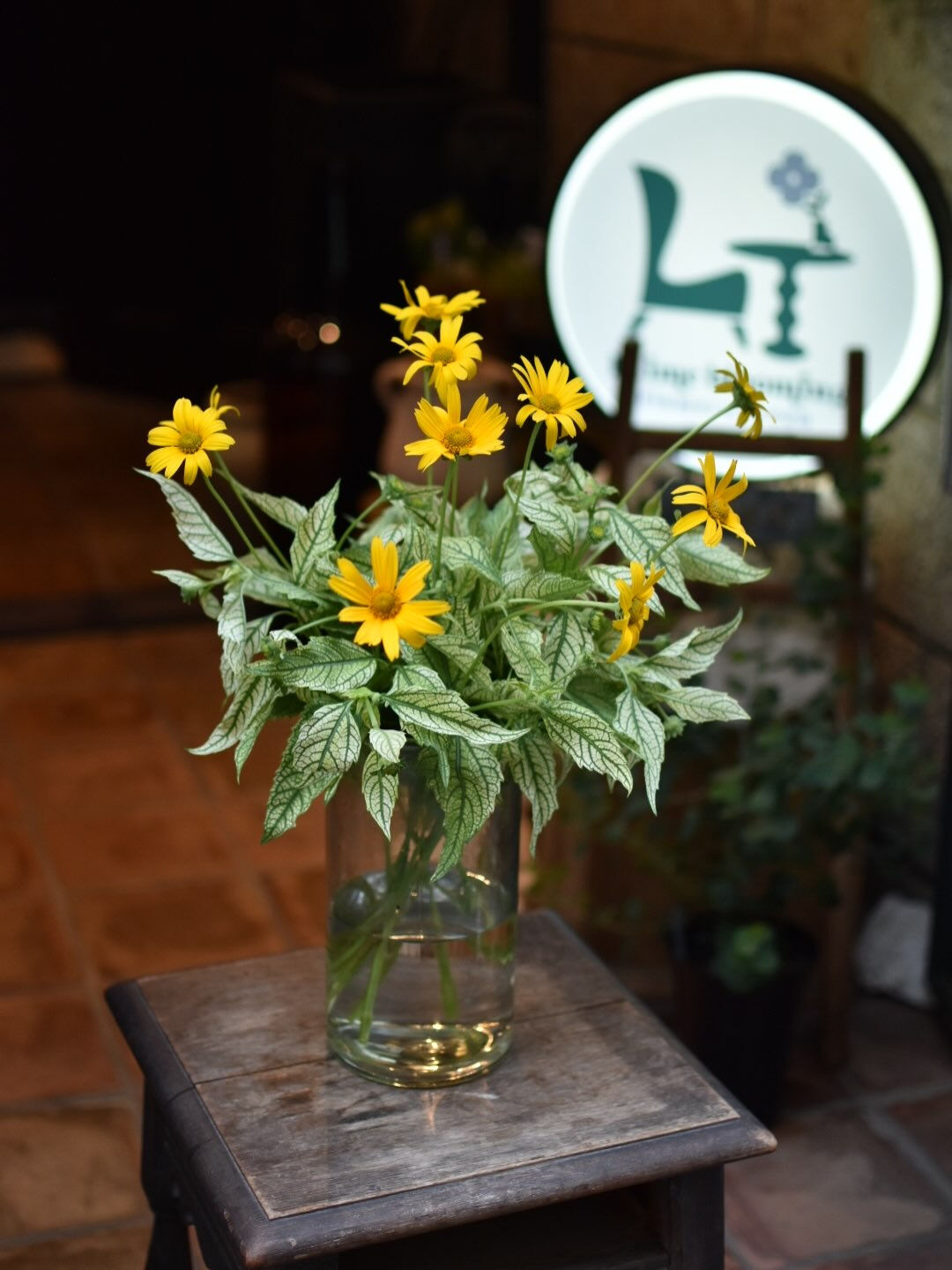 Heliopsis 🌼