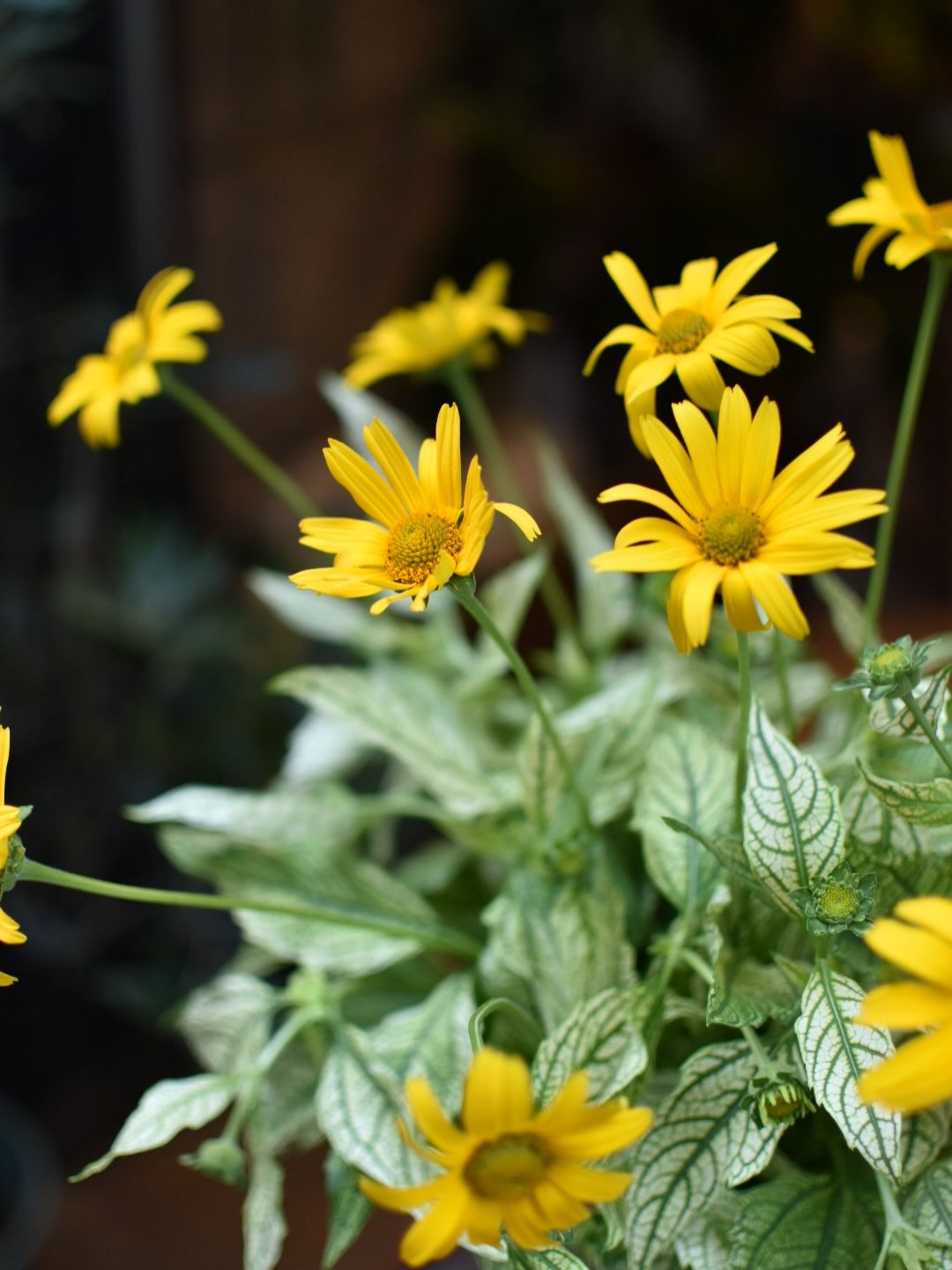 Heliopsis 🌼