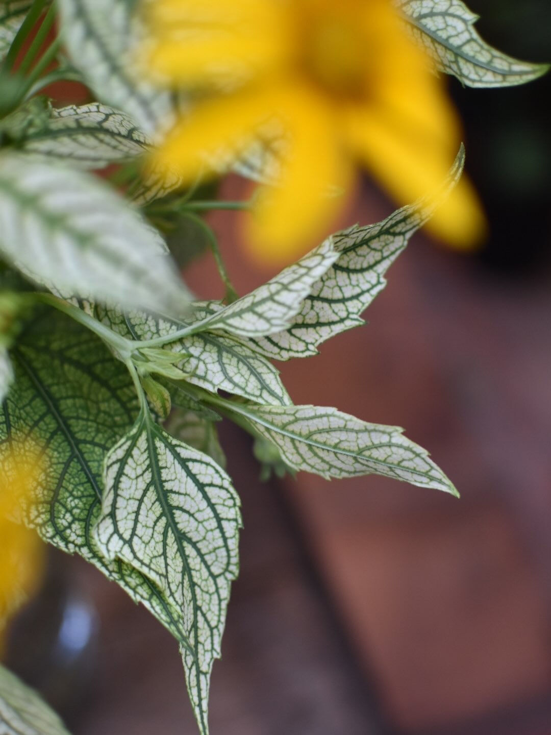 Heliopsis 🌼