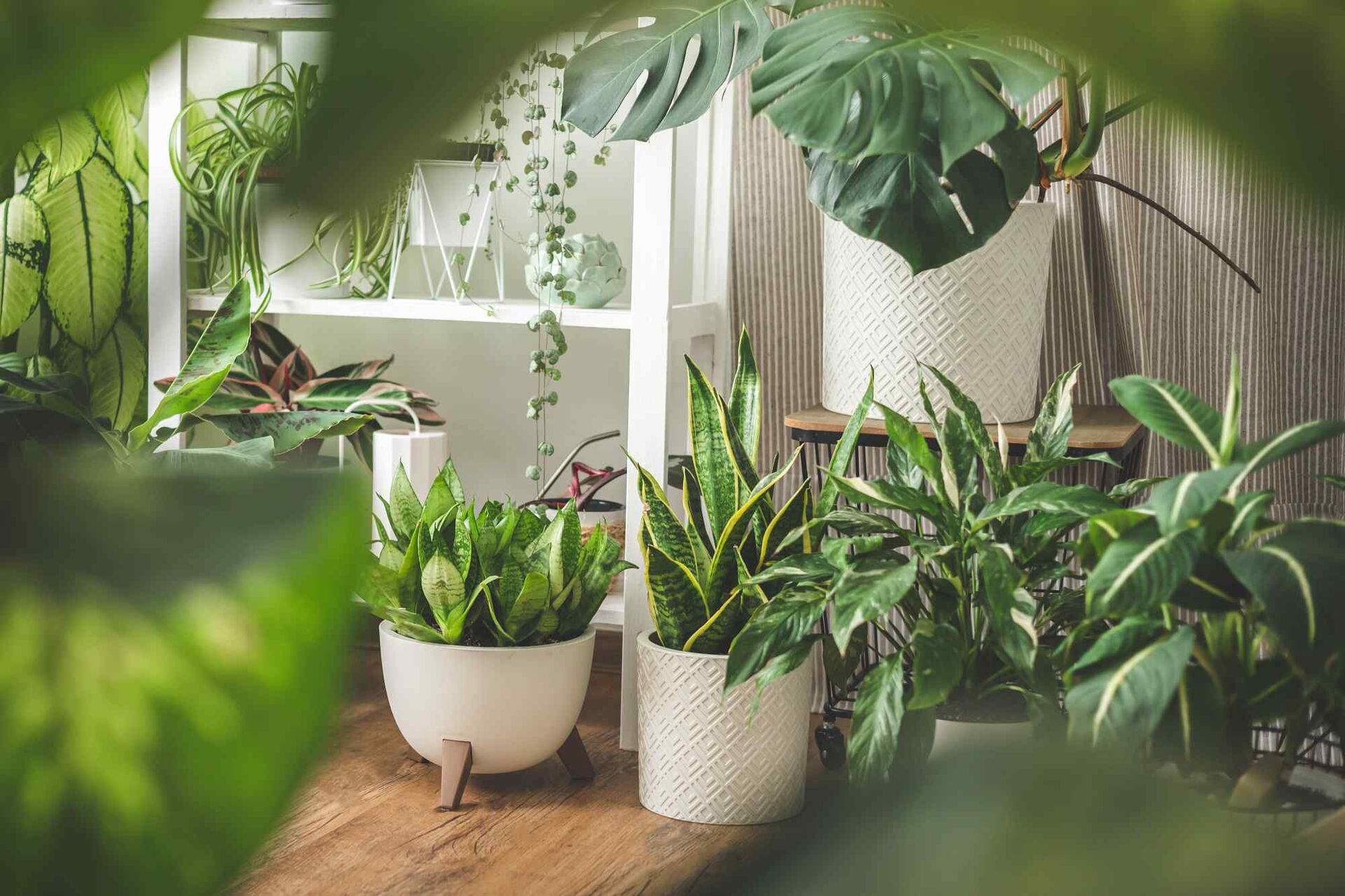 観葉植物